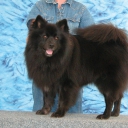 German Spitz Giant